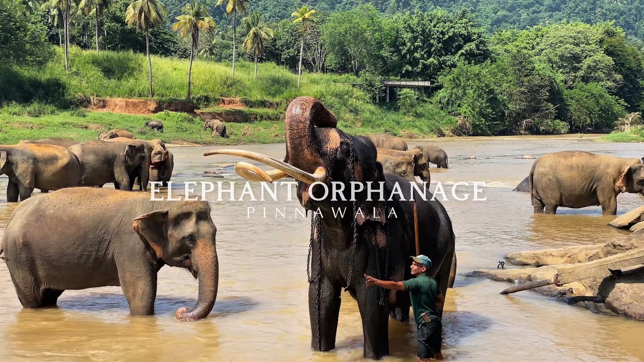 අලි අනාතාගාරය I A Full Tour of Pinnawala Elephant Orphanage | Sri Lanka Wildlife Vlog