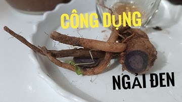 bài thuốc quý từ cây ngải đen ít người biết đến.