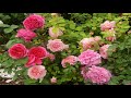 Второй цветник роз Д.Остина в розовых тонах