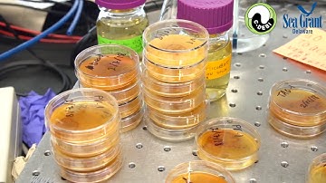 Dive Deeper - Iron-Oxidizing Bacteria