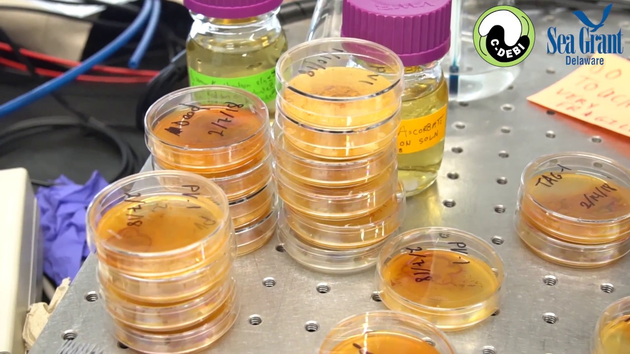 Dive Deeper IronOxidizing Bacteria YouTube