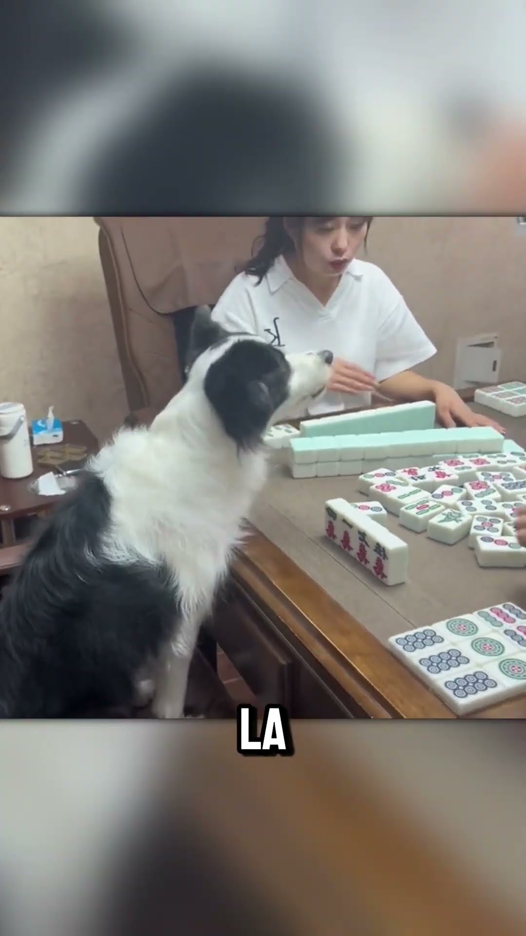JUEGO de MESA con el PERRO ??