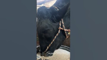Sapi Jumbo Makan Comboran #shorts #viral #sapi #cow