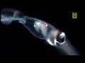 Глубоководная Рыба-удильщик Viasat Nature  HD