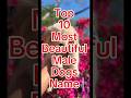 Top 10 Most Beautiful Male Dog Names Dognames Shorts Top 10 Most Beautiful Male Dog Names Dognames Shorts