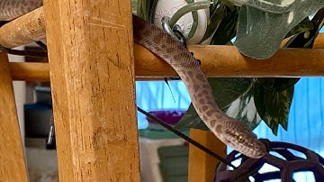 Antaresia: Children’s Python Training and Handing