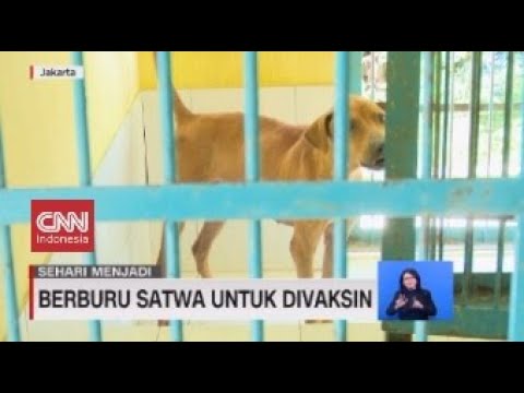 Sehari Menjadi Vaksinator & Petugas Sterilisasi Satwa