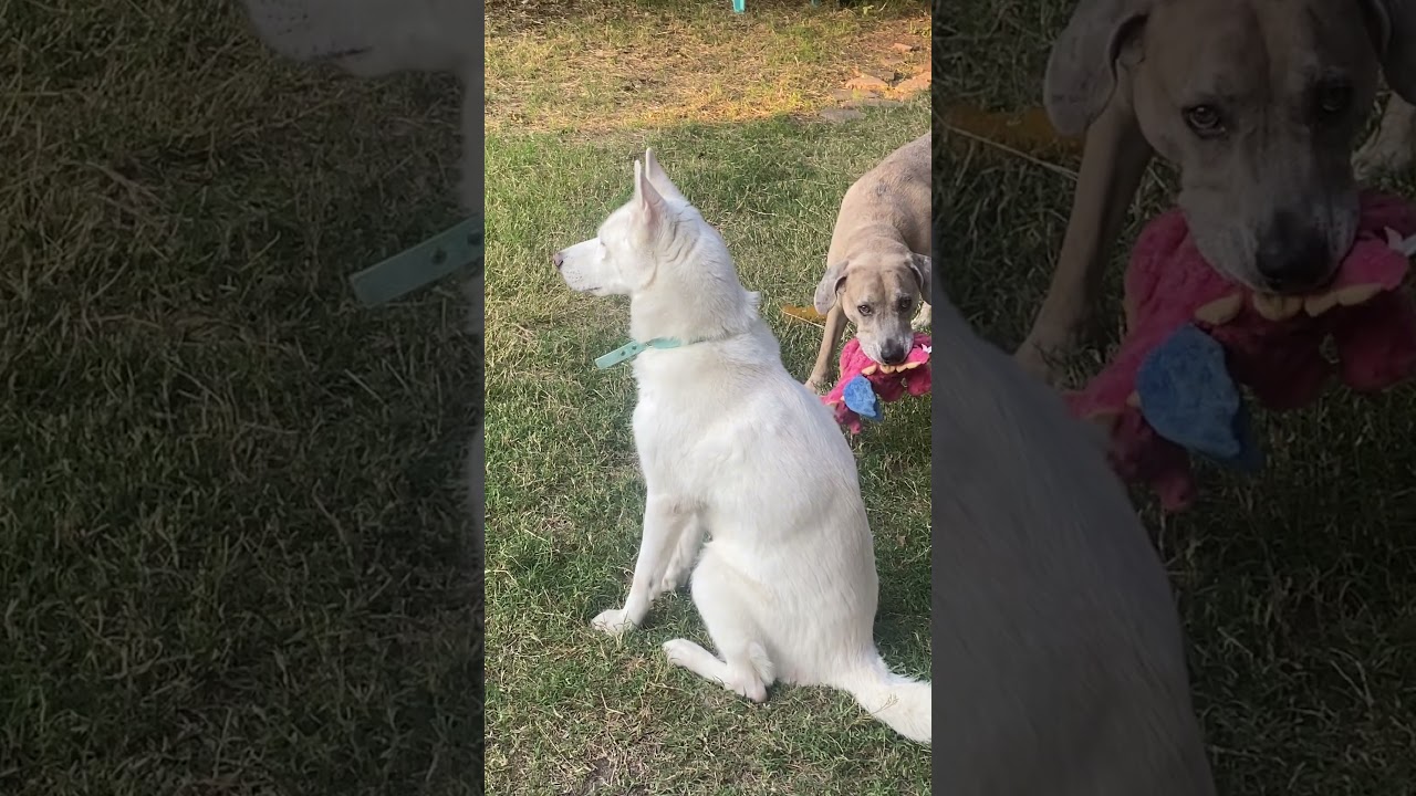 Luna’s morning sunrise state down ☀️