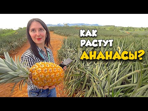 Video: Kako Rastu Ananasi