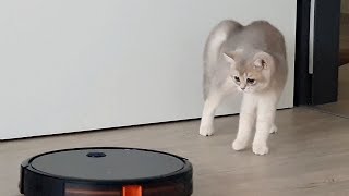 Kitten is afraid of the robot vacuum cleaner by Kitticanal 551 views 2 years ago 1 minute, 51 seconds