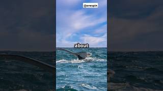 How Whales Hold Their Breath for Hours!