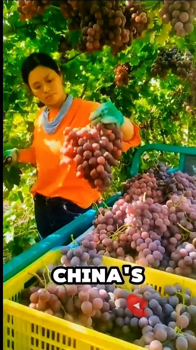 Why china's grapes are so big #shortvideo #shorts #viralvideo