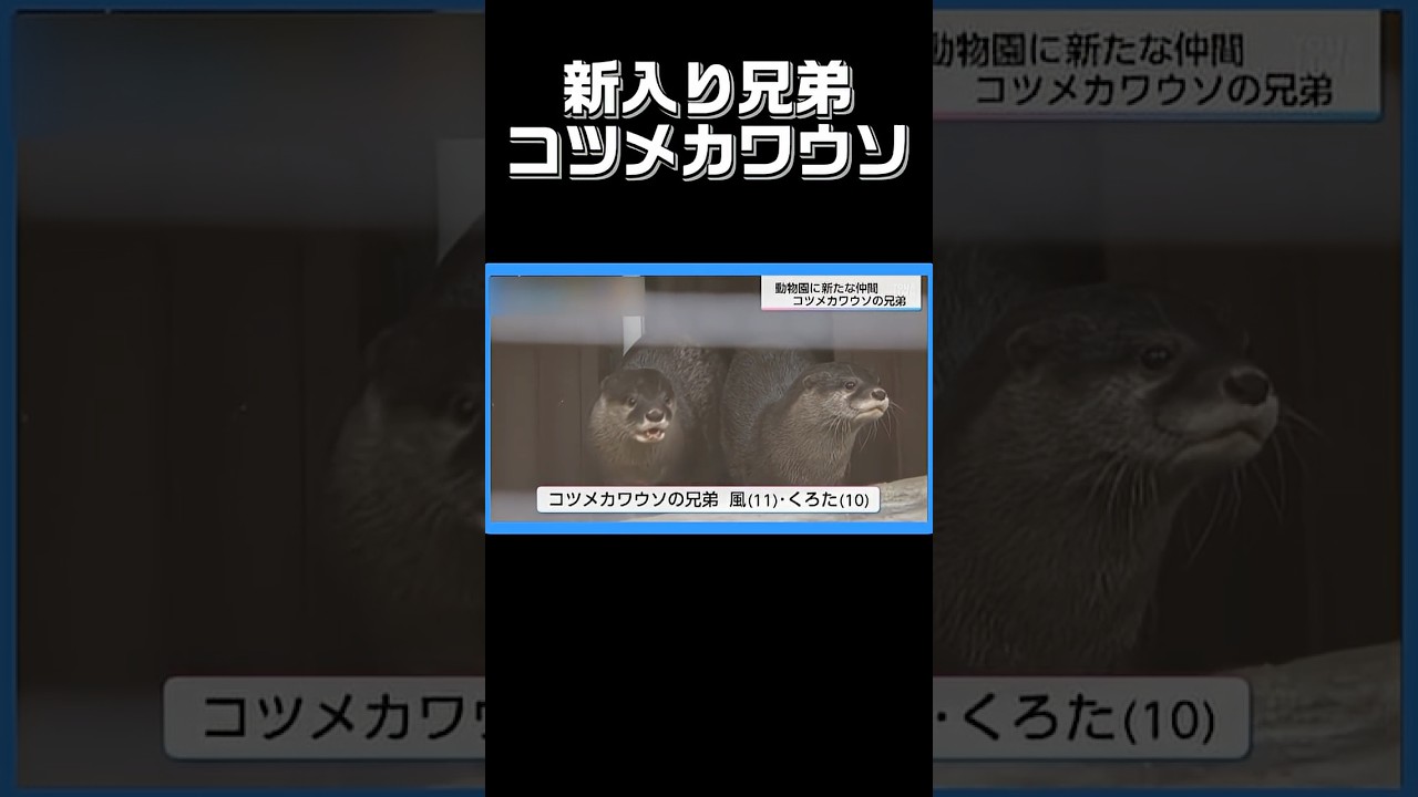 Two otter siblings have arrived at Miyazaki City Phoenix Zoo