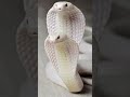 2023 White King Cobra And 5000 Bce White King Cobra Mythical MC Foryou Edit Viral Animal mp3