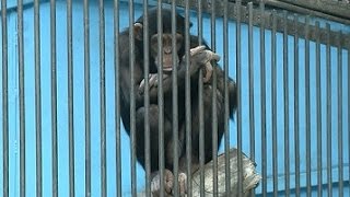 Алматинцы покупают живых обезьян к празднику (30.12.15) Алматинцы покупают живых обезьян к празднику (30.12.15)