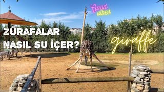 Zürafalar Nasıl Su Içer? How Do Giraffes Drink Water?