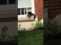 I Would Not Mess With This Cat