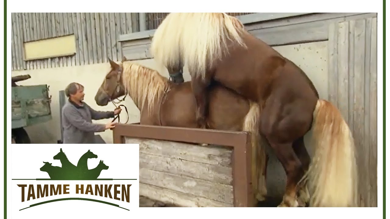 Eröffnung der World Walking Horse Decksaison 2016 auf der NTH Ranch  01