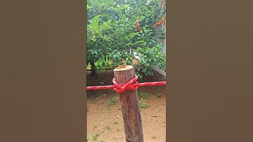 knot art,A practical knot, the Pig