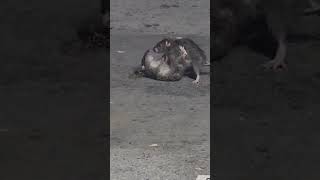 NYC RATS GETTING THEIR FREAK ON OUTSIDE OF MADISON SQUARE GARDEN