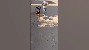 تدريب استابى أشرس كلب روت وايلر فى مصر 