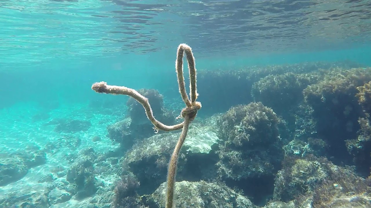 Подводный мир кипра Подводный мир кипра