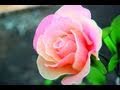 How To Make a Rose from Nylon Stocking