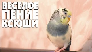 Весёлое пение для попугайчиков 👍 by Тоша-картоша 5,478 views 2 years ago 25 minutes