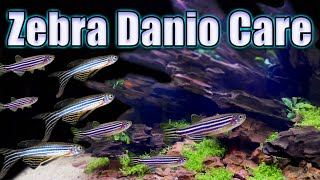 Is The Zebra Danio Really a Beginner Fish? Care and Breeding