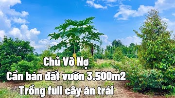 Nợ Ngập Đầu ! Chị Phượng cần bán đất vườn tâm huyết trồng sầu riêng , bơ, chôm chôm ở BRVT để trả nợ