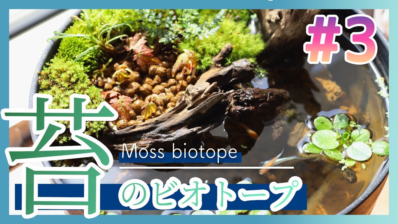メルカリの苔で簡単 美しい苔で作るメダカのビオトープ 最高に美しいビオトープを作る 第三話 Youtube
