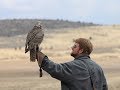 Falconry: What to do if your bird keeps landing.