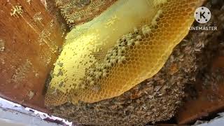 30,000 honey bee cutout  part 3 (living room ceiling) Uxbridge, Ma #1