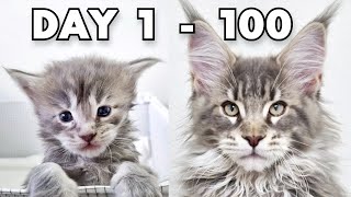 : Maine Coon Kittens Growing Up | First 100 Days Of Their Lives!