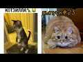 Смешные Котики и Собаки/Короткие Приколы/Выпуск№23