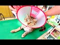 猫ポン吉が急に病院から呼び出されました