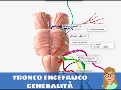 Video: Quando il midollo allungato è compresso?