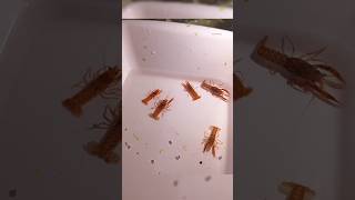 İlk Kez Cüce Meka Portakal Kereviti Gönderdim