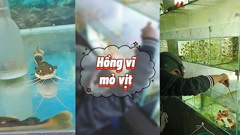 Mua Hồng Vỹ Mỏ Vịt, chuẩn bị hồ nuôi Hồng Vỹ | Lam Hàng Dương