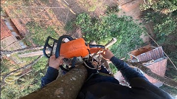 xả tàn cây xà cừ cực kỳ khó trên mái nhà cao vút. #thạchlộcninh 0911003106