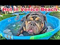 English bulldog  show at Venice Beach