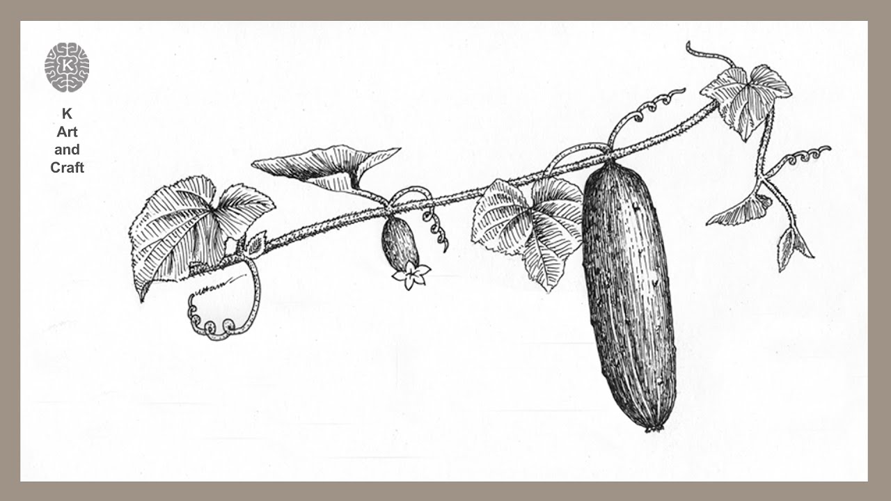 Как нарисовать огурец легко