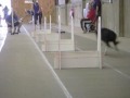 WW Open at Flyball at the Fair 2010