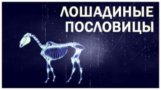 Галилео. Лошадиные пословицы Галилео. Лошадиные пословицы