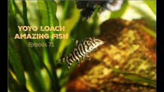 Yoyo Loach: Amazing Fish