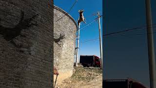Flying Dragon in🐉 the Sky #horse dog wolf #high power dog🐕🦺