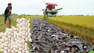 Really Catching A lot Catfish &amp; Eggs After Harvest Rice Season - Unique Fishing By Best Fisherman