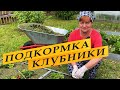 Подкормка клубники во время цветения.