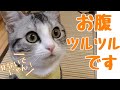 手術から一週間。やっとエリザベスウェアを脱いだ子猫が幸せでした。 #スコティッシュ # 避妊手術#エリザベスウェア#子猫