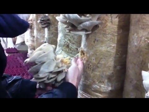 Собираем урожай Вешенки / Oyster harvesting